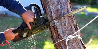 Best Tree Mulching  in Mentor, OH