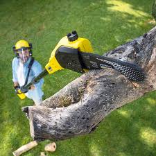Best Tree Removal  in Mentor, OH
