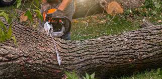 Best Lot and Land Clearing  in Mentor, OH