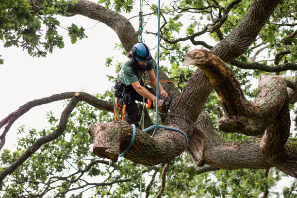 How Our Tree Care Process Works  in  Mentor, OH