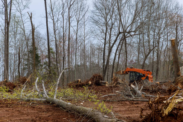 Best Arborist Consultation Services  in Mentor, OH