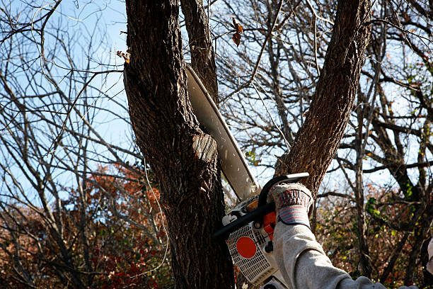 Best Lawn Disease Treatment  in Mentor, OH