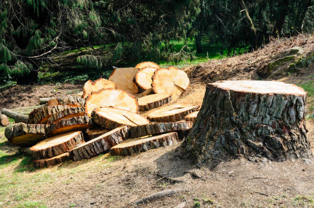 Professional Tree Care in Mentor, OH